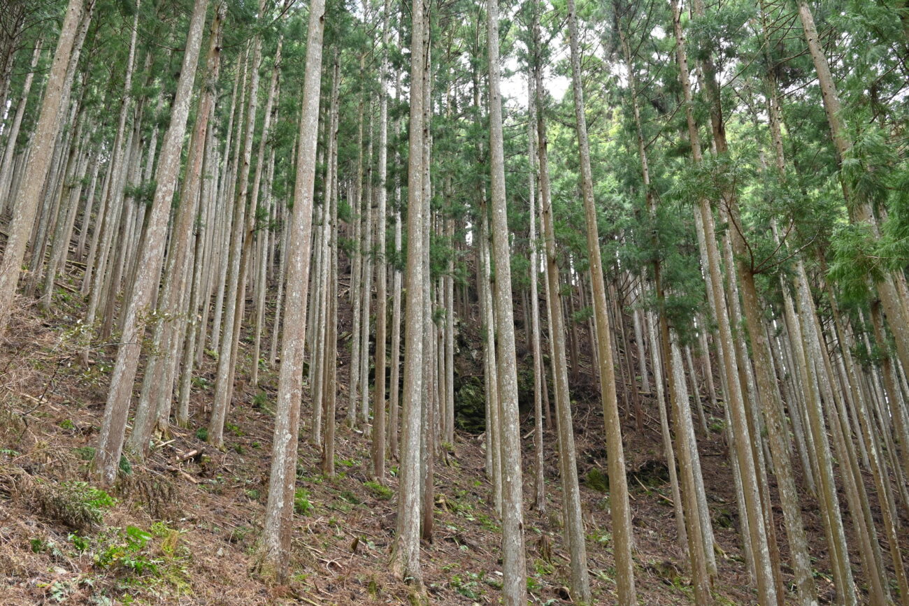 川上村の吉野林業と土倉庄三郎
