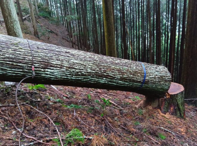 3月５日奈良の木１５０年生入荷予定材