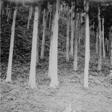 日本最古の人工造林