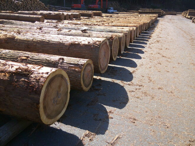 4月22日　定例市　杉入荷状況