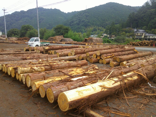 8月26日市　桧入荷状況