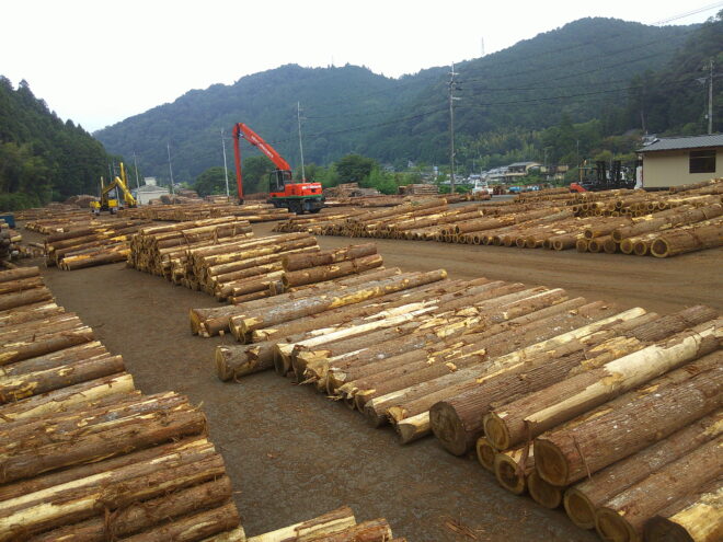 8月26日市　杉入荷状況