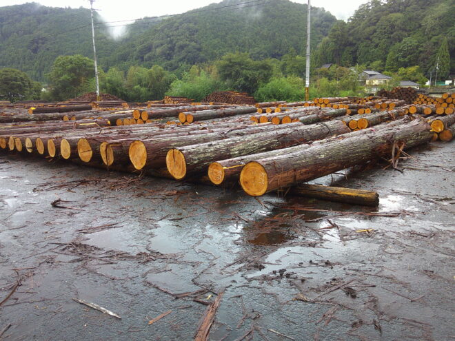 9月9日市　桧入荷状況