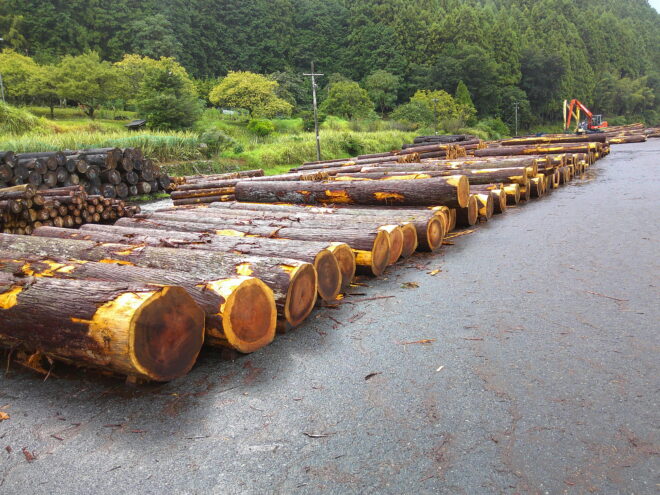 ９月９日市　杉入荷状況