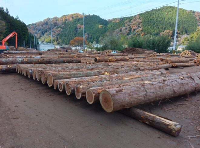 １２月２日杉入荷状況