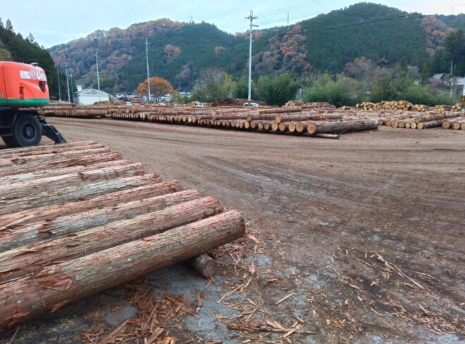 １２月４日桧入荷状況