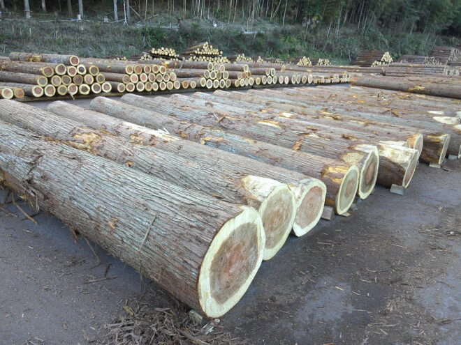 1月10日初市杉入荷状況