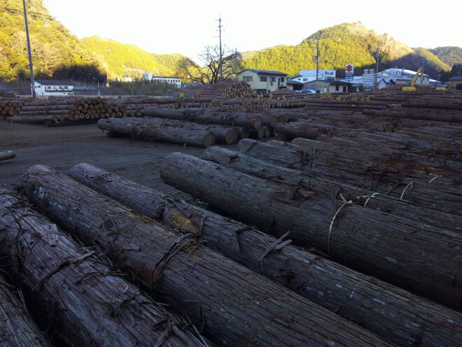 1月10日初市桧入荷状況