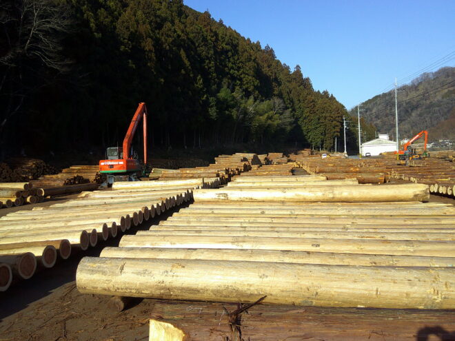 1月20日市 杉入荷状況