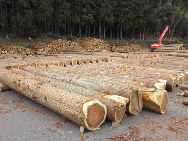 2月3日市 杉入荷状況