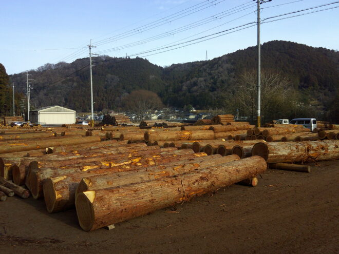 3月3日市 杉入荷状況